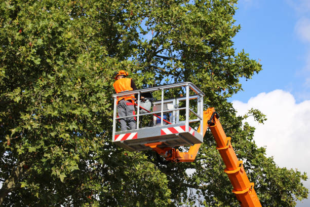 Best Tree Disease Treatment  in Montpelier, IN